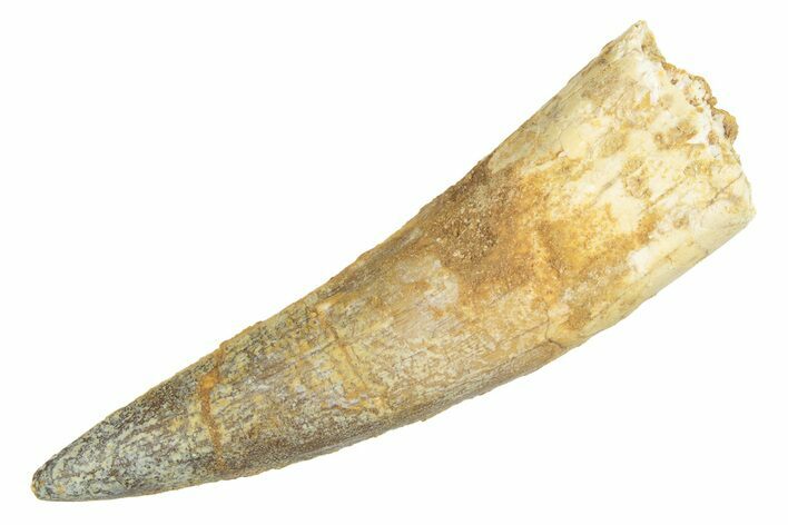 Fossil Spinosaurus Tooth - Real Dinosaur Tooth #233770